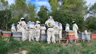 Abeja ibérica LG IRYO